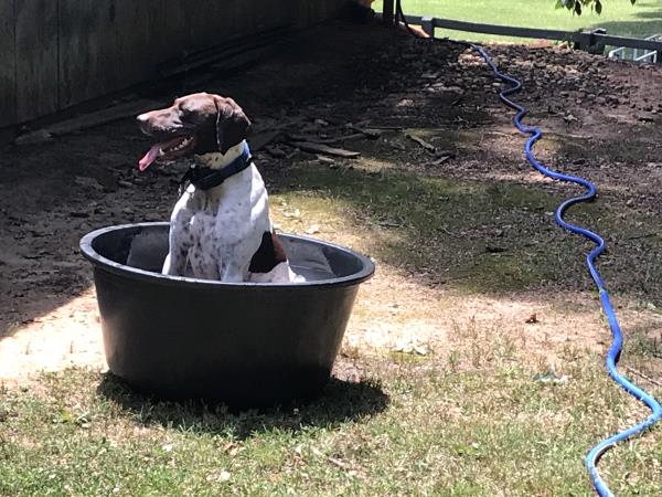 /Images/uploads/Southeast German Shorthaired Pointer Rescue/segspcalendarcontest/entries/31247thumb.jpg
